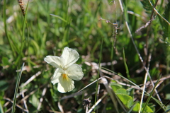 Viola oreades