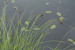 Carex appropinquata