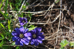 Gentiana dshimilensis