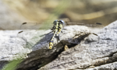 Austrogomphus australis
