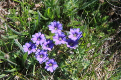 Gentiana dshimilensis