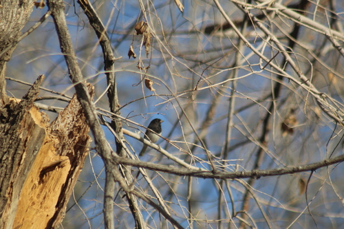 Dark-eyed Junco