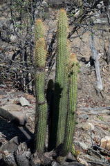 Cleistocactus tominensis
