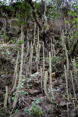 Cleistocactus tominensis
