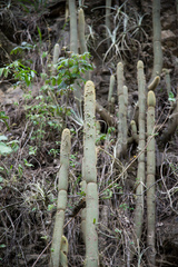 Cleistocactus tominensis