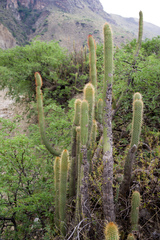 Cleistocactus tominensis