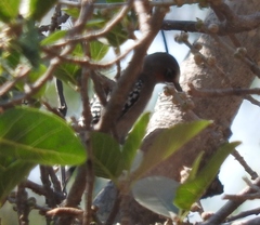 Melanerpes hypopolius