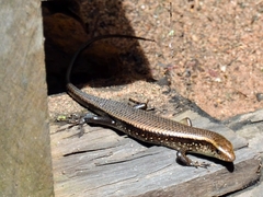 Eutropis multifasciata