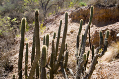 Cleistocactus tominensis