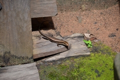 Eutropis multifasciata