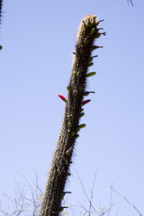 Cleistocactus tominensis