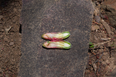 Cleistocactus tominensis