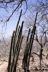Cleistocactus tominensis