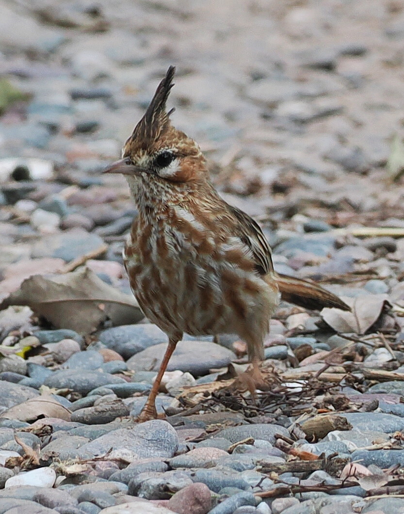 Lark-like Brushrunner (Coryphistera alaudina), photo 3