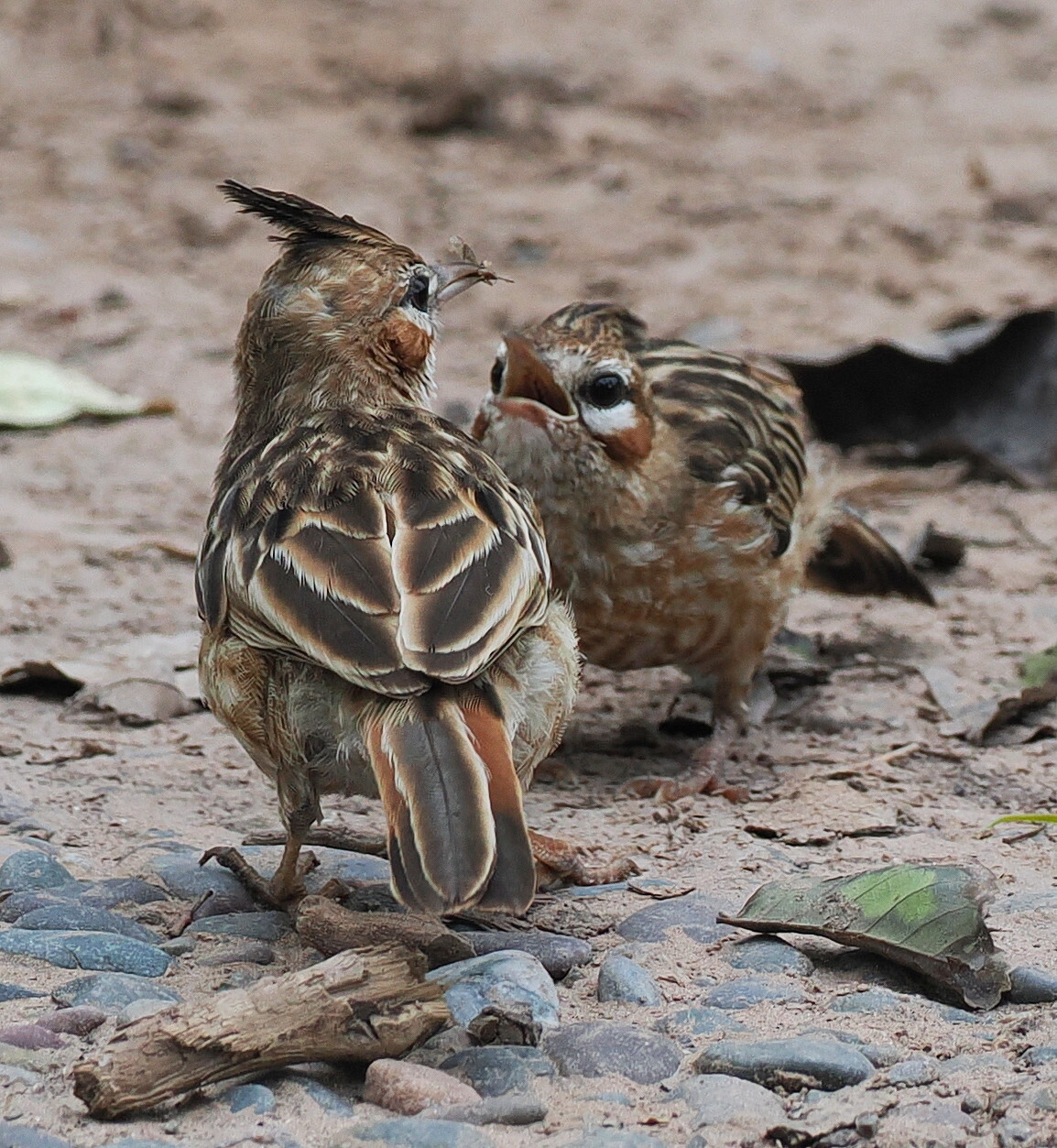 Lark-like Brushrunner (Coryphistera alaudina), photo 6