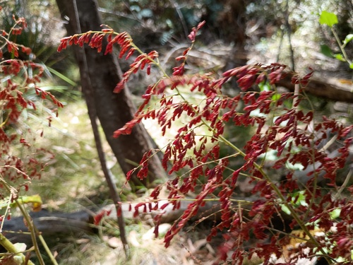 incense plant (Calomeria amaranthoides)