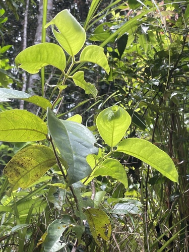 Palmeria scandens observed 2026-02-25