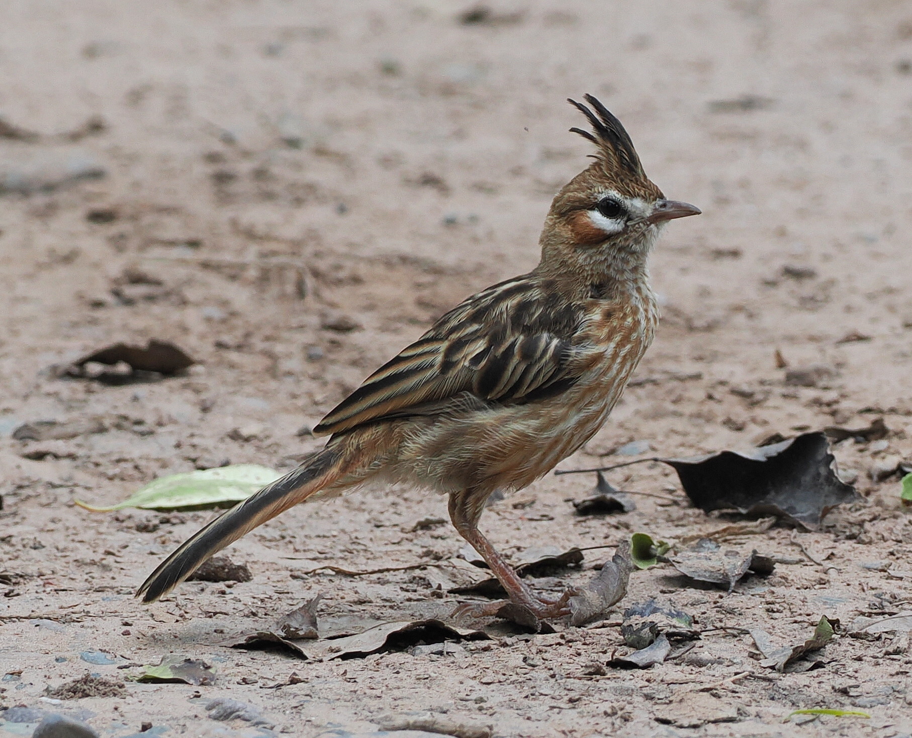 Lark-like Brushrunner (Coryphistera alaudina), photo 4