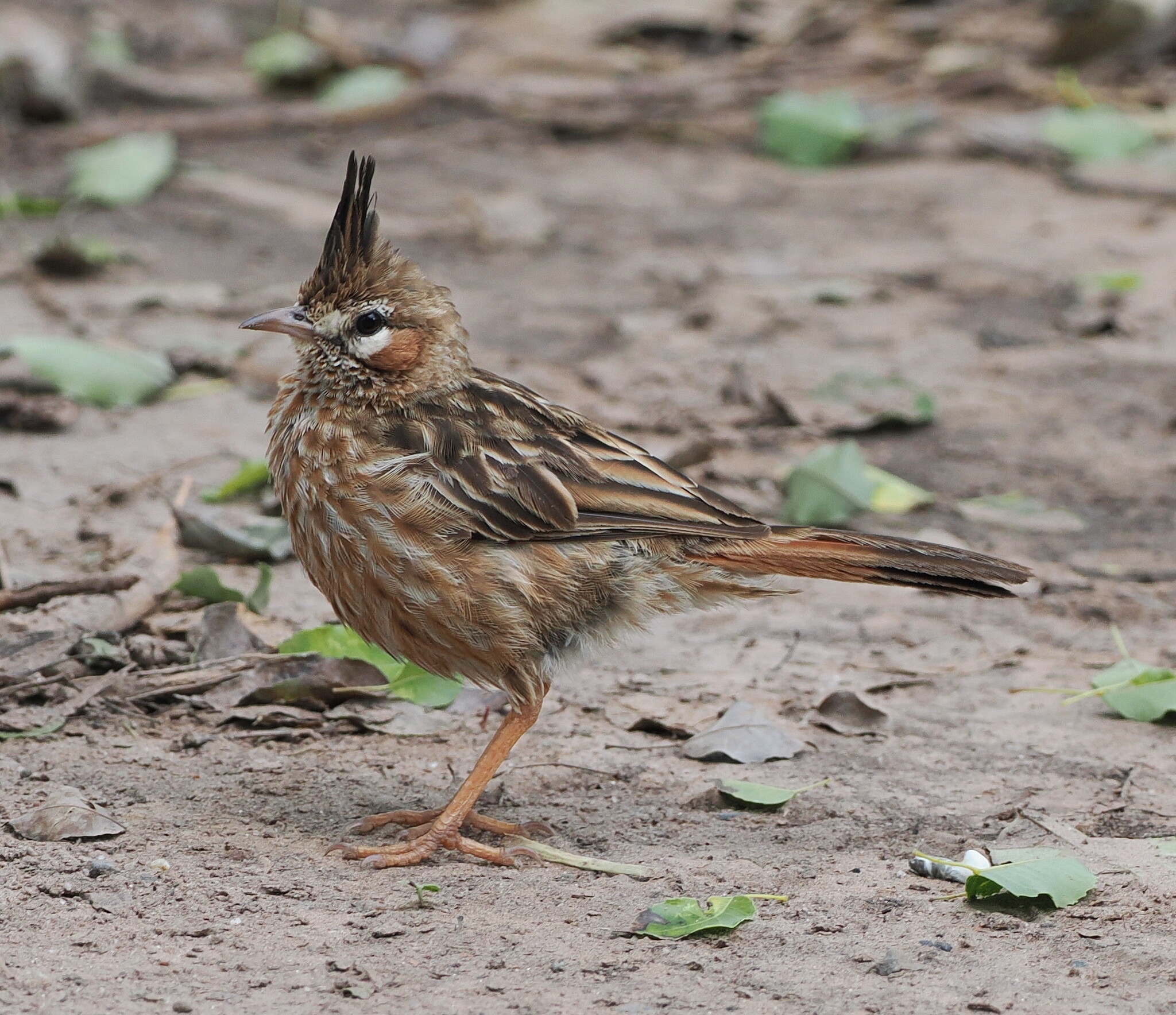 Lark-like Brushrunner (Coryphistera alaudina), photo 5