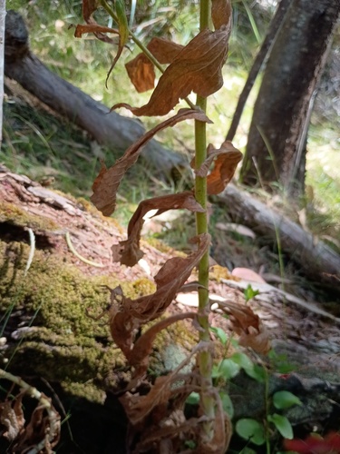 Calomeria amaranthoides, photograph 4