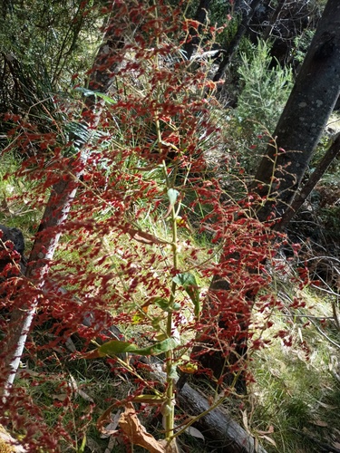 Calomeria amaranthoides, photograph 6