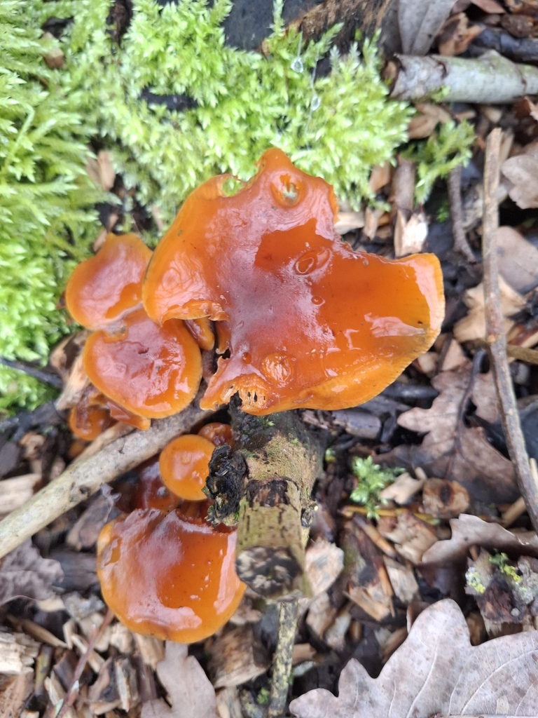 Flammulina velutipes · February 2026 · photo: © caracalshan (iNaturalist, cc-by)