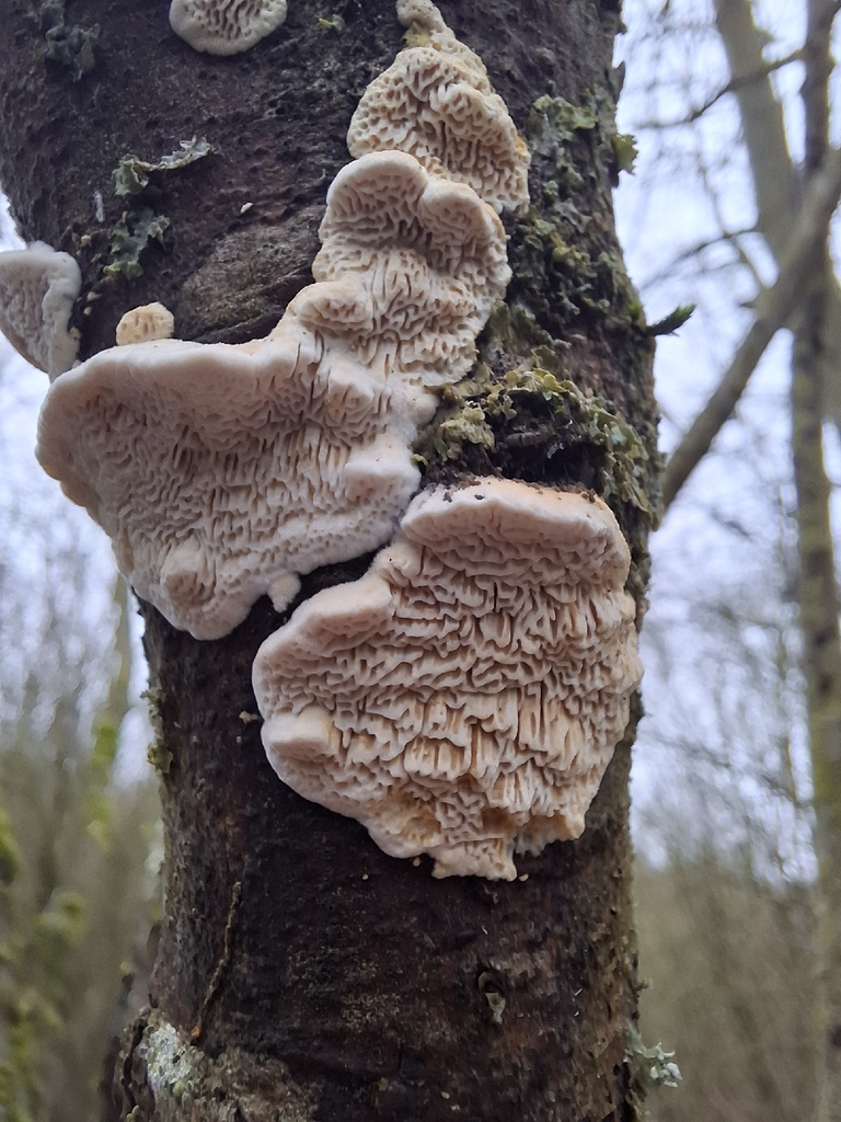 Fomitopsis quercina · February 2026 · photo: © caracalshan (iNaturalist, cc-by)