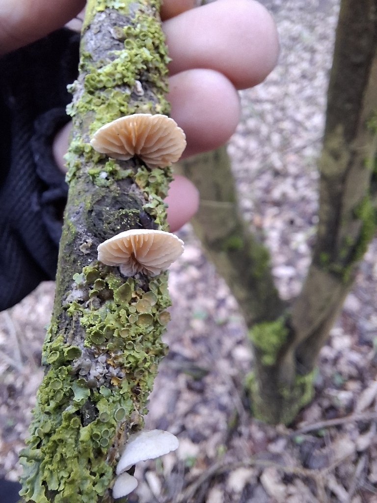 Crepidotus · February 2026 · photo: © caracalshan (iNaturalist, cc-by)