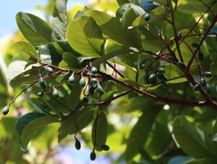 Alseodaphne semecarpifolia