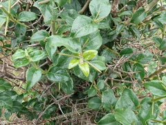 Canthium ciliatum