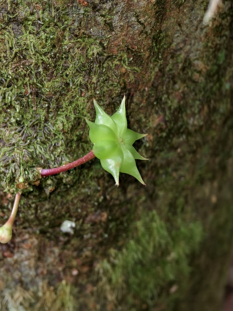 Illicium tenuifolium (Illicium tenuifolium)