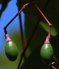 Alseodaphne semecarpifolia