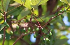 Alseodaphne semecarpifolia