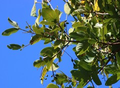 Alseodaphne semecarpifolia