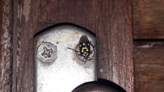 Oebalus poecilus