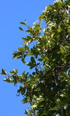 Alseodaphne semecarpifolia