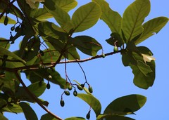 Alseodaphne semecarpifolia