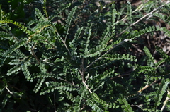 Sophora cassioides