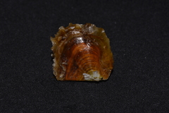 Pinctada maculata