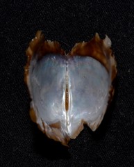 Pinctada maculata