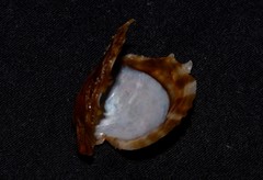 Pinctada maculata