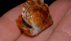 Pinctada maculata
