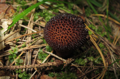 Lycoperdon nigrescens