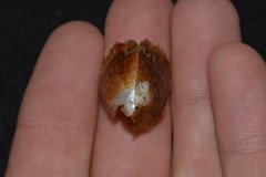 Pinctada maculata