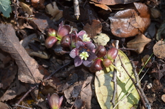 Lardizabala biternata
