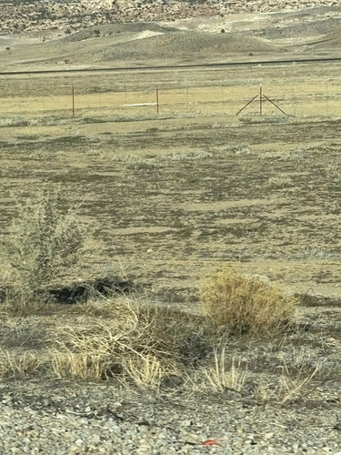 White-tailed Prairie Dog observed by astrobirder