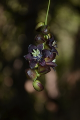 Lardizabala biternata