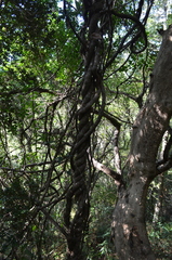 Lardizabala biternata