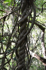 Lardizabala biternata