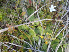 Brachyglottis bellidioides